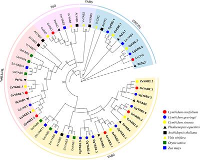 Genome-wide identification of YABBY genes in three Cymbidium species and expression patterns in C. ensifolium (Orchidaceae)